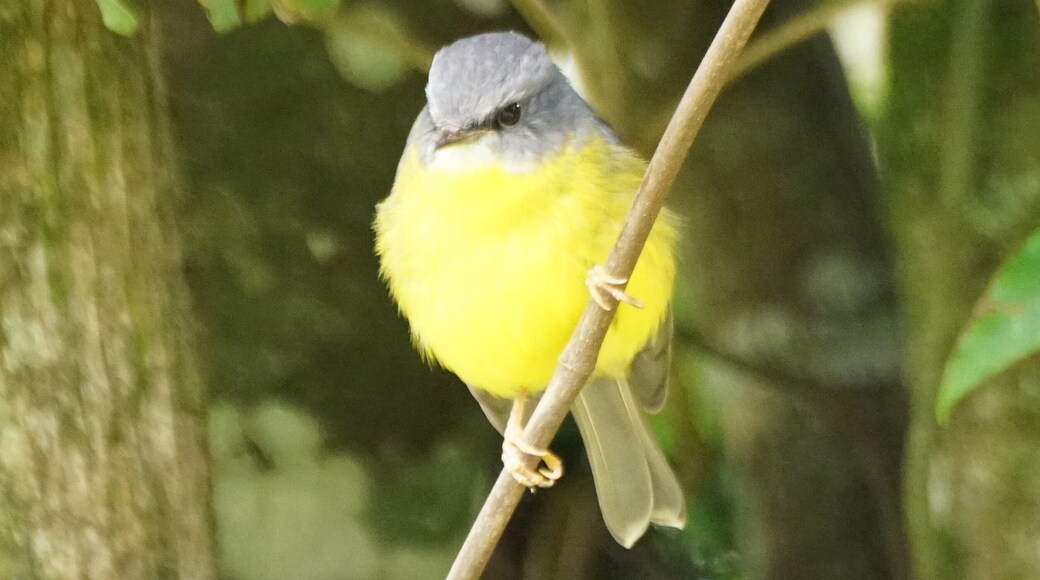 Eastern Yellow Robin. O'Reilly's is in the Lamington National Park in the Gold Coast hinterland. It is world renowned for its bird life, including feeding time for the parrots, meaning they are not afraid of people. If you are lucky enough to stay, they will also come to the balcony to be fed. This robin was spotted on one of the many walks. He was 1 of 6, not just in the area, but in the same tree. I've never see so many together before.