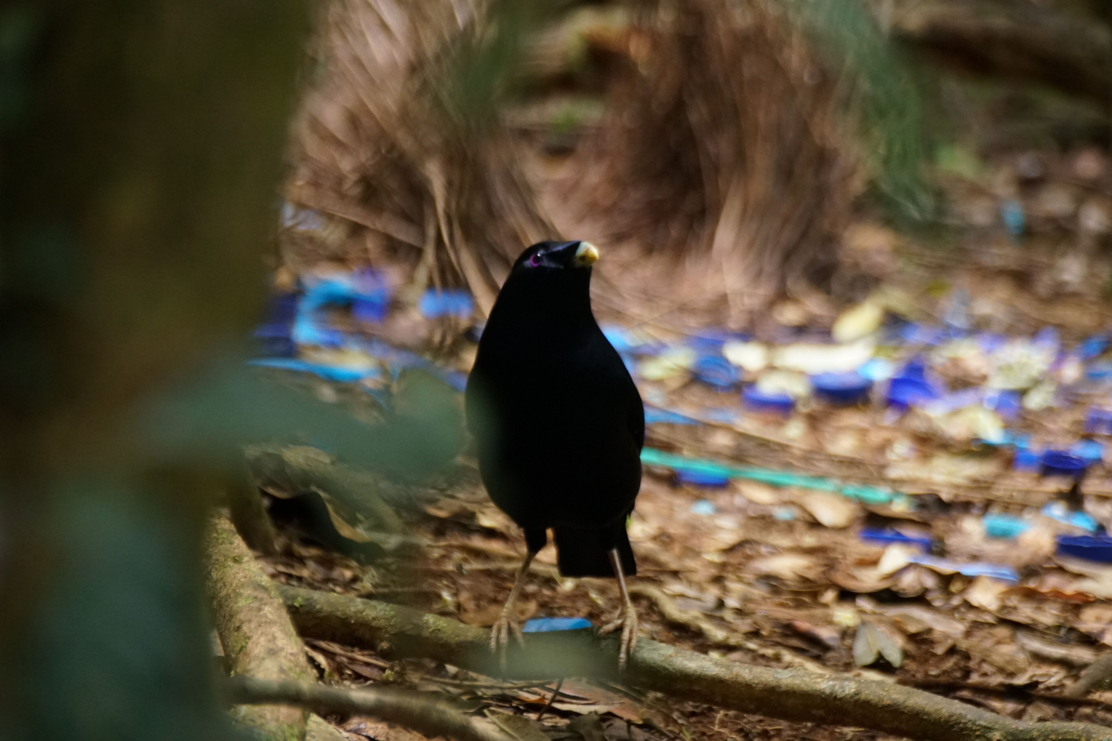Un pájaro posado en una rama en un bosque, con botellas azules dispersas en el suelo.