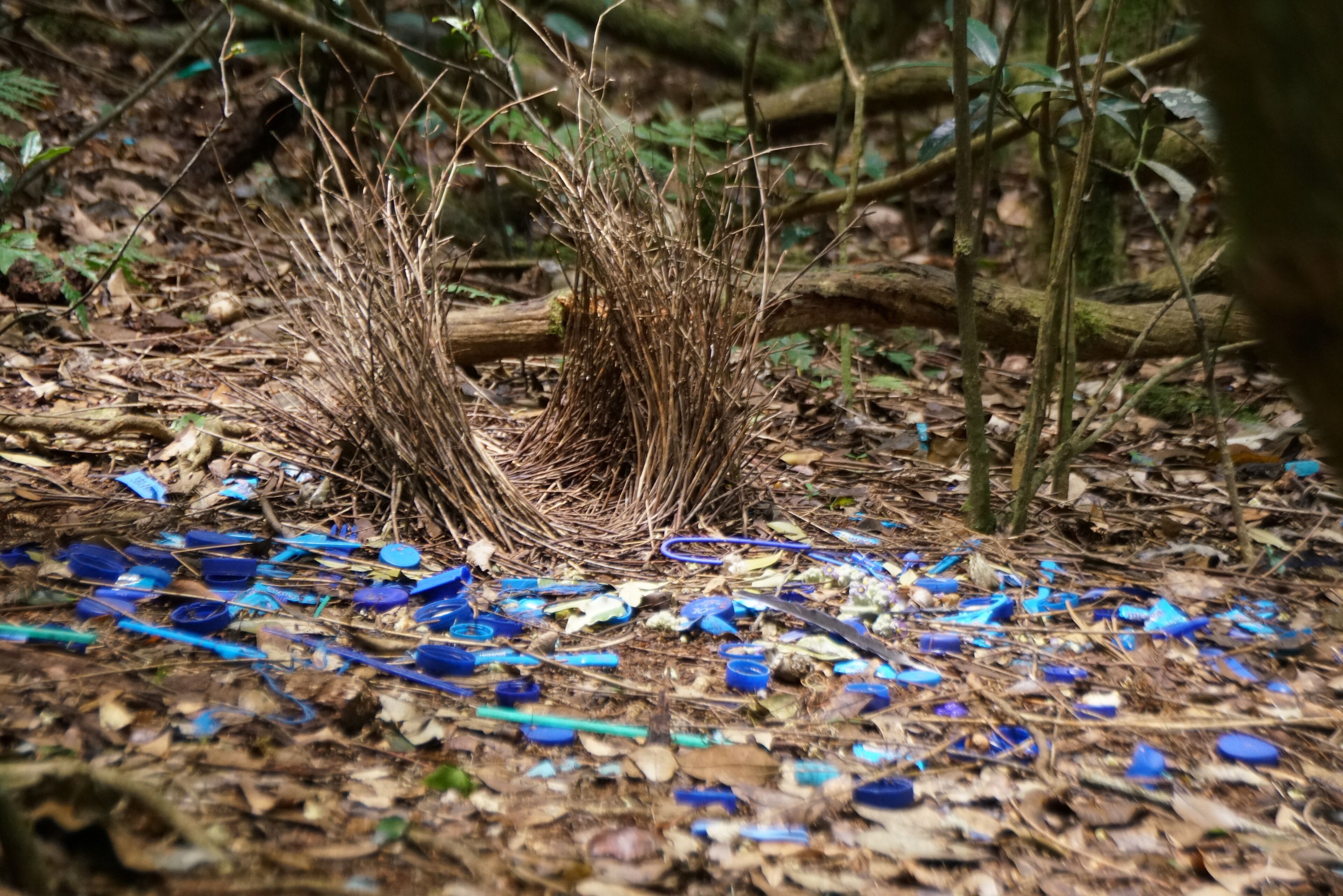 An empty bower, belonging to a male Satin Bowerbird.  Never fear, he will be back.

O'Reilly's is in the Lamington National Park in the Gold Coast hinterland. It is world renowned for its bird life.