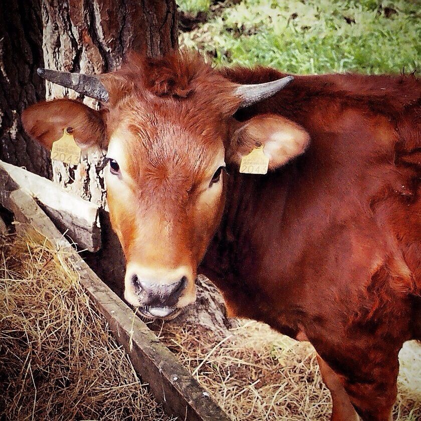 I love this cow, sticking out his tongue!  
