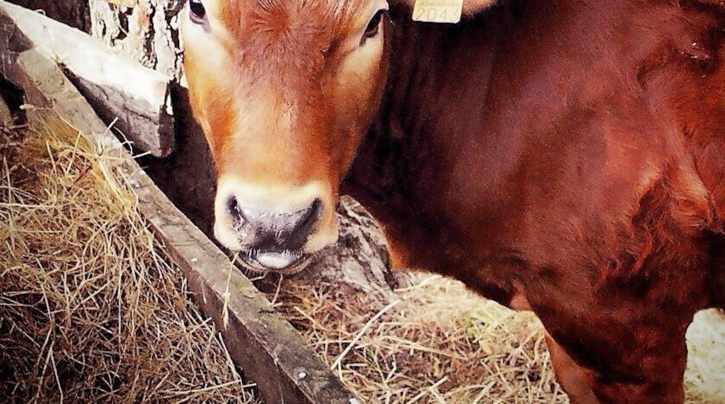 I love this cow, sticking out his tongue!