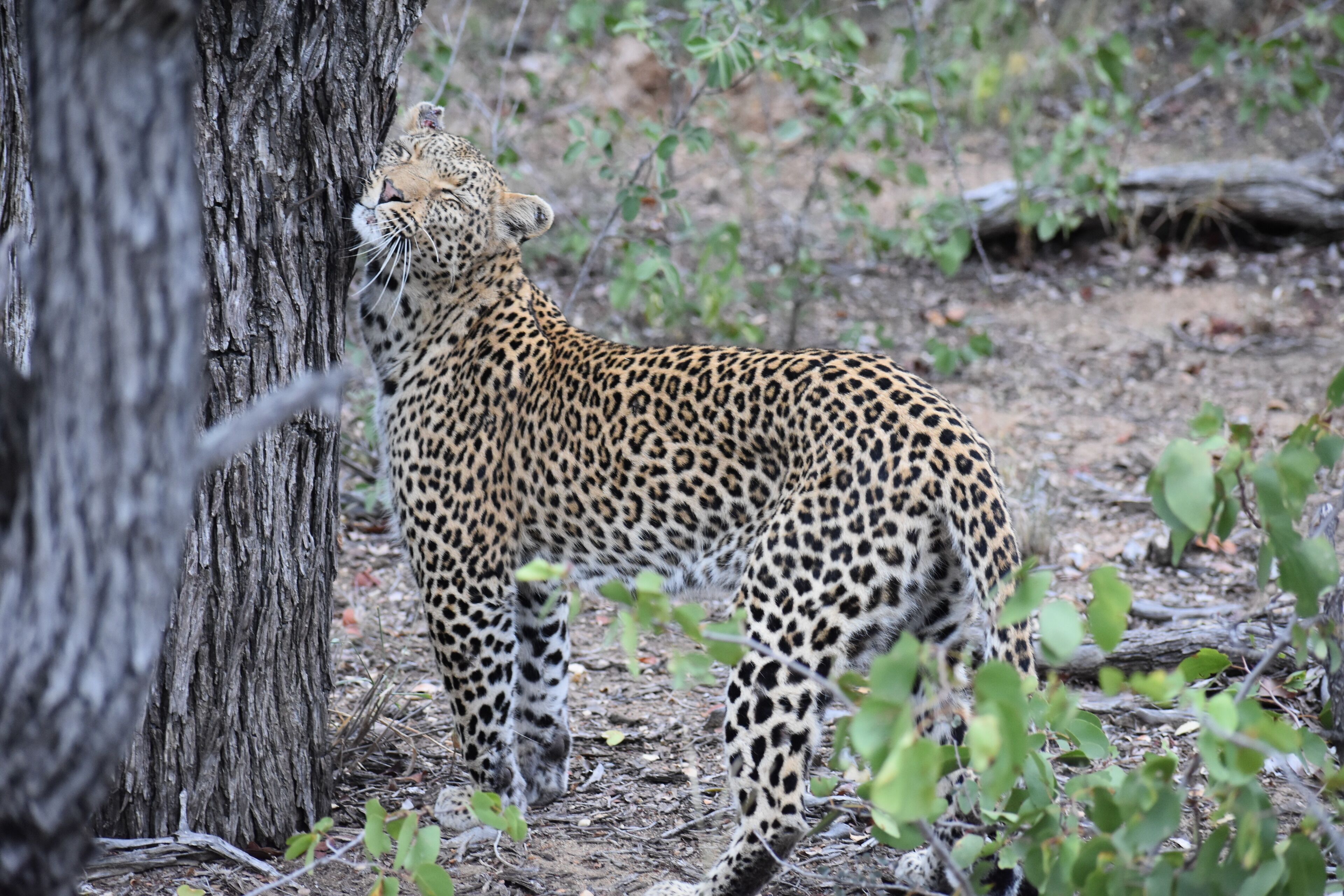a female leopard called Shongile (means beautiful), scent marks on a tree in the Timbavati in Kruger National Park #lifeatexpedia