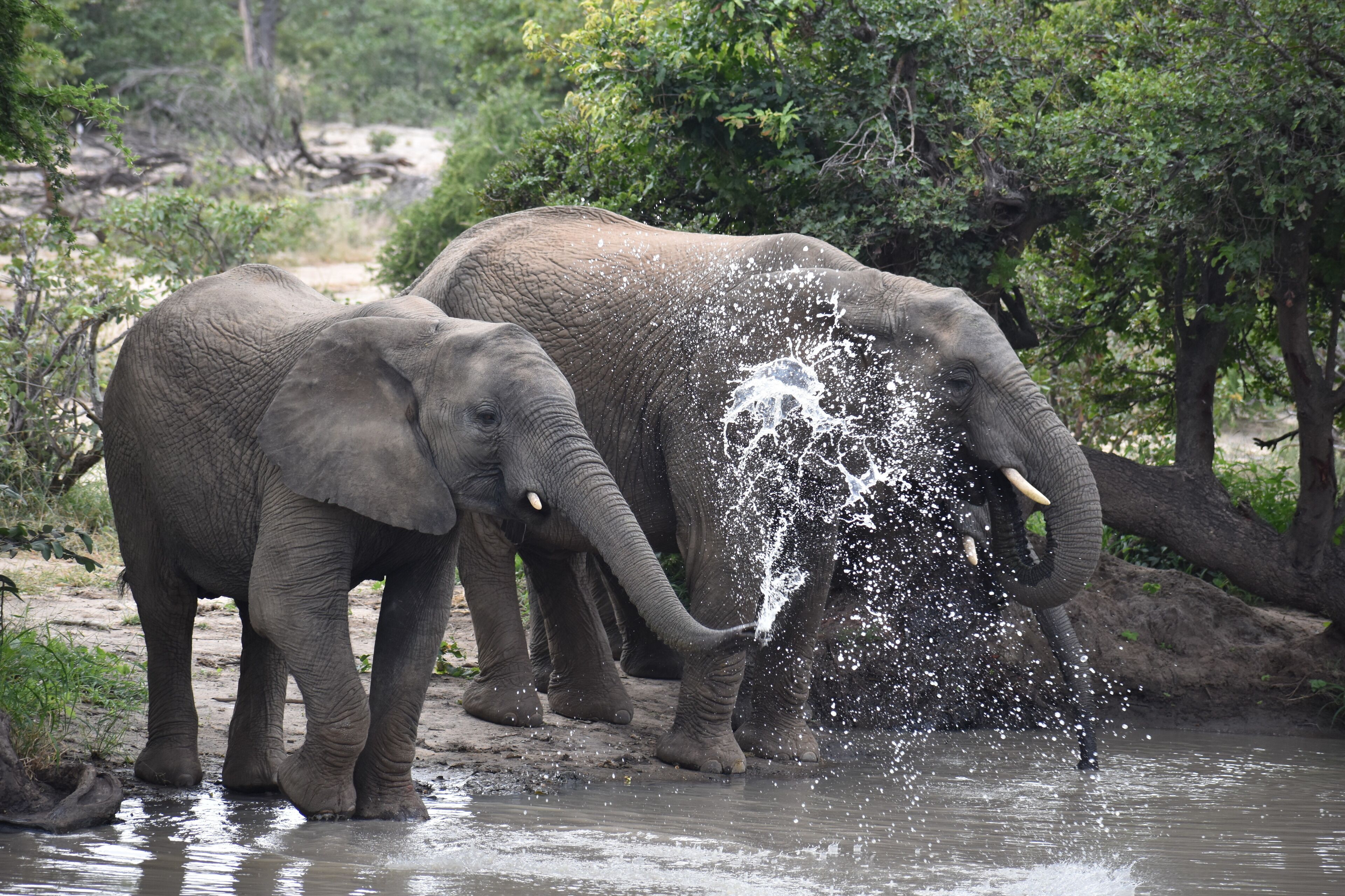 an elephant having some fun with the water at Timbavati in Kruger National Park #lifeatexpedia