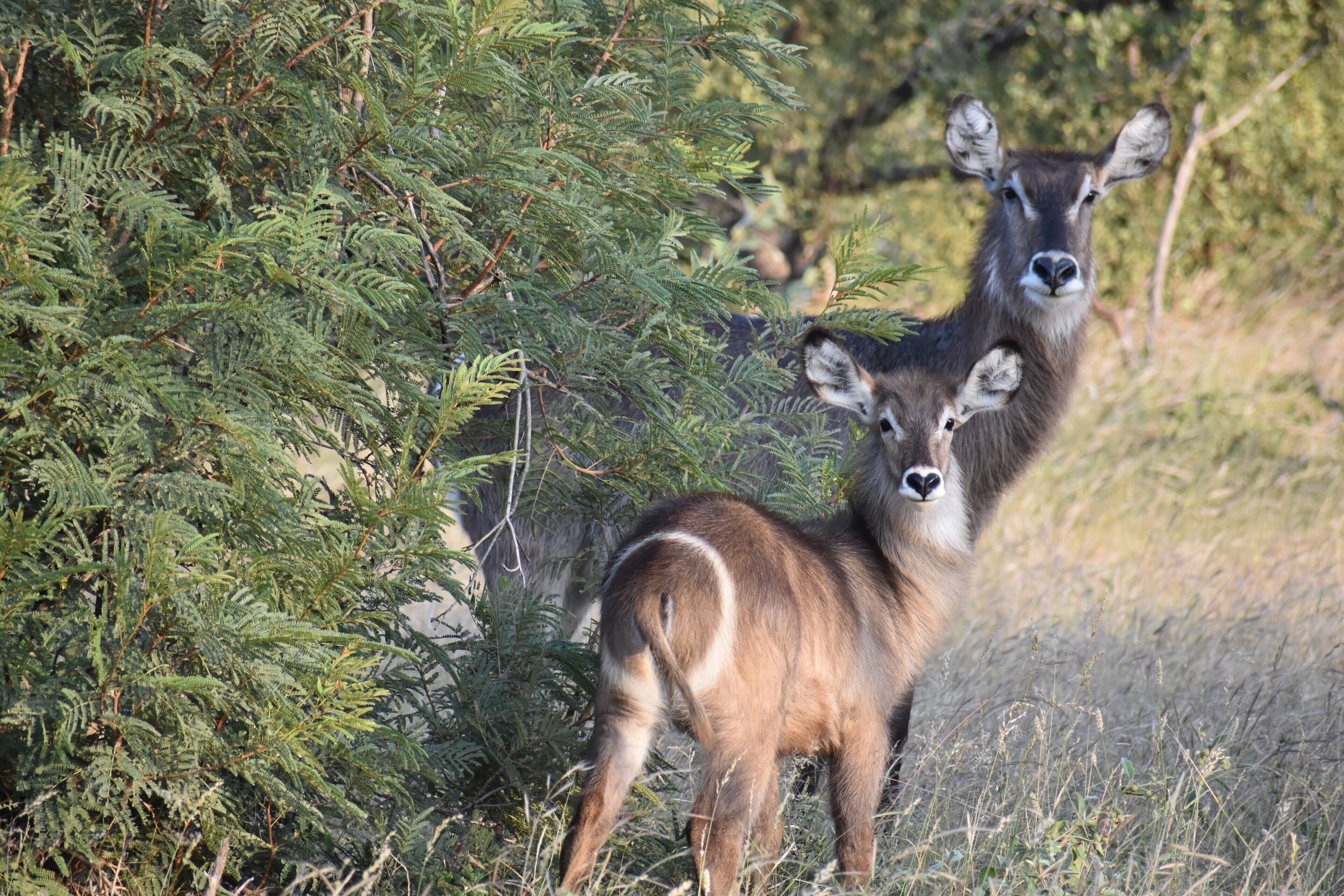 a waterbuck and her young at Timbavati in Kruger National Park #lifeatexpedia