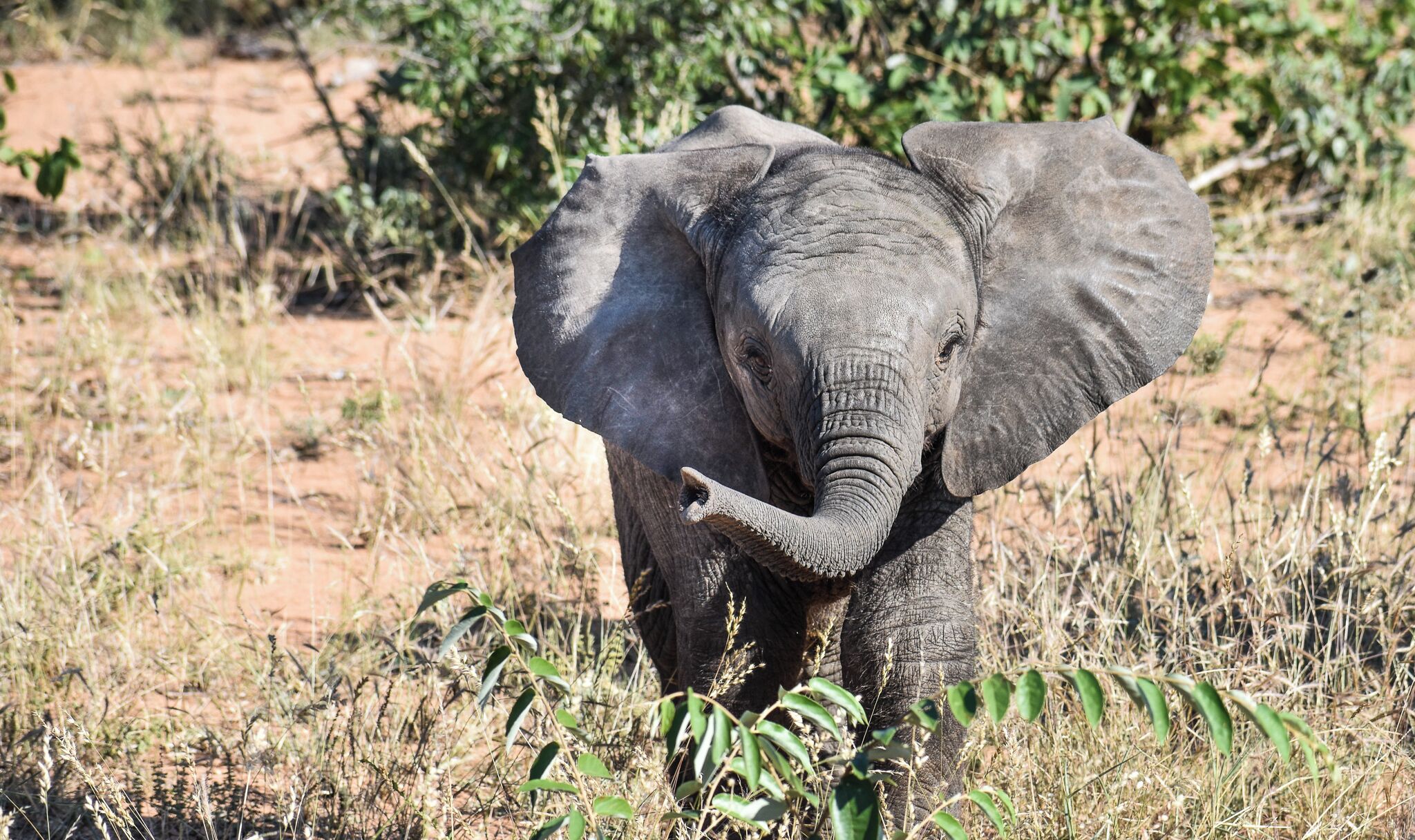 a elephant calf in the Timbavati in Kruger National Park #lifeatexpedia