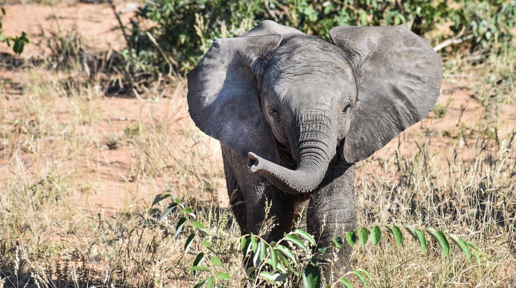 a elephant calf in the Timbavati in Kruger National Park #lifeatexpedia