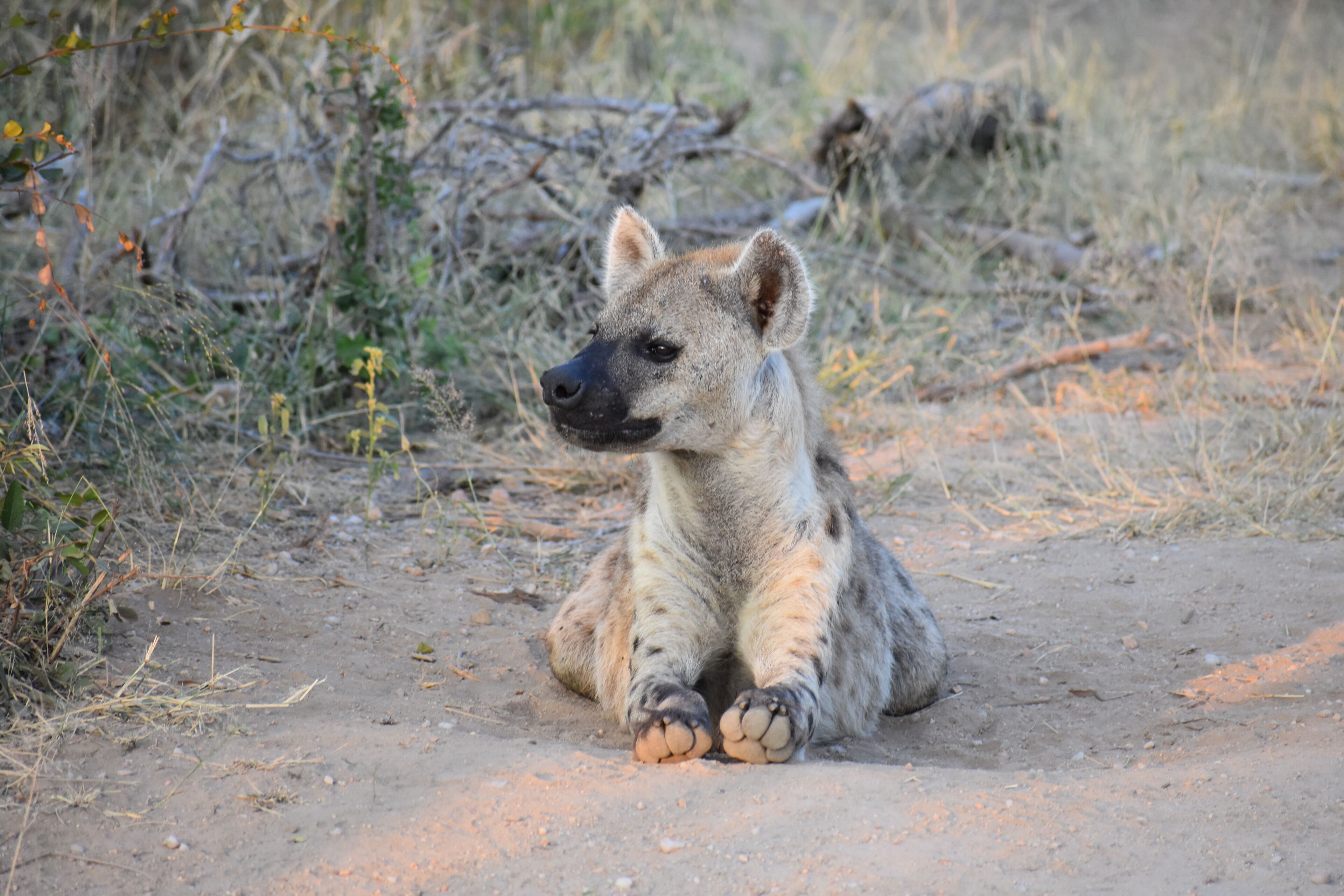 a hyena waiting for memebers of the pack to return from the nights adventures at Timbavati in Kruger National Park #lifeatexpedia