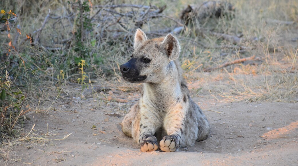 a hyena waiting for memebers of the pack to return from the nights adventures at Timbavati in Kruger National Park #lifeatexpedia