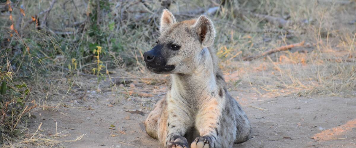 A hyena lying on the ground in a dry, grassy area with sparse vegetation and scattered branches.