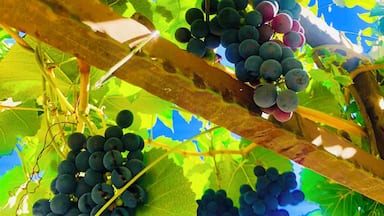Des grappes de raisins pendent des branches de la vigne, se détachant sur un ciel d’un bleu éclatant.