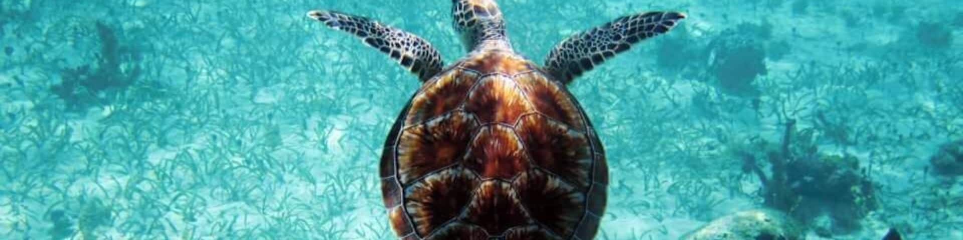 Followed this guy for an hour around the reef in front of my villa. #turtle #cove #blue #gracebay #turksandcaicos #islandlife #islandlove #reef #snorkeling #snorkel #marine #marinelife #turquoise #water #ocean #caribbean #atlantic #photographer #photography #travel #travelphotographer #travelphotography