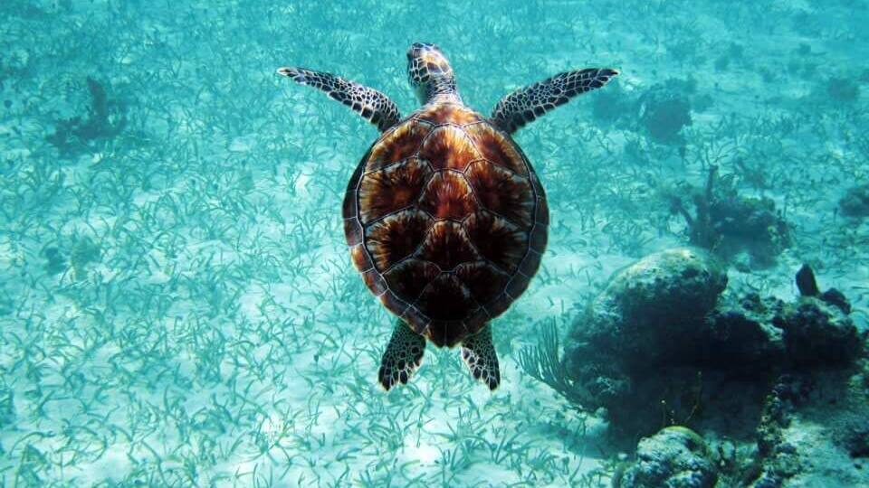 Followed this guy for an hour around the reef in front of my villa. #turtle #cove #blue #gracebay #turksandcaicos #islandlife #islandlove #reef #snorkeling #snorkel #marine #marinelife #turquoise #water #ocean #caribbean #atlantic #photographer #photography #travel #travelphotographer #travelphotography