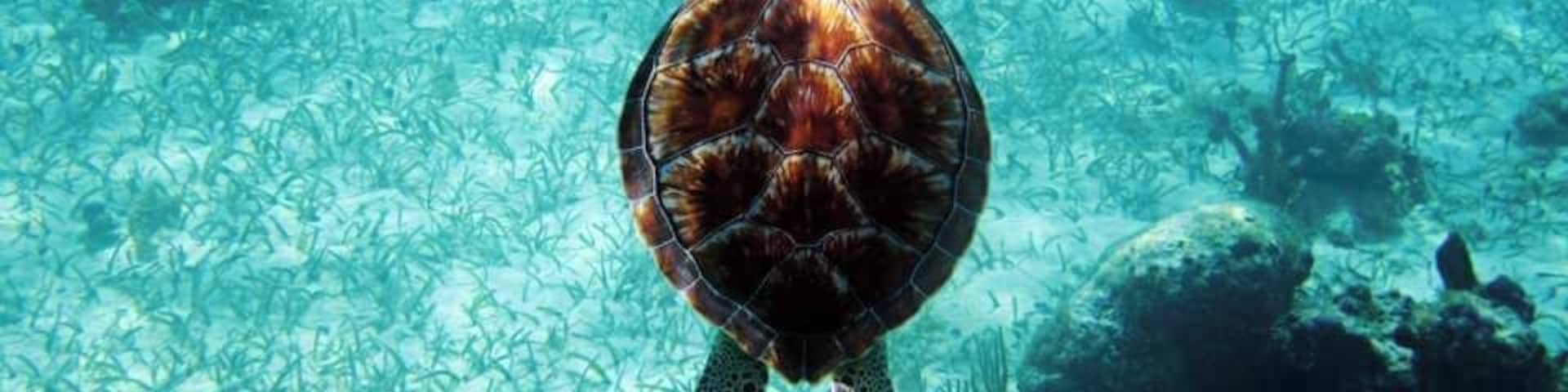 Followed this guy for an hour around the reef in front of my villa. #turtle #cove #blue #gracebay #turksandcaicos #islandlife #islandlove #reef #snorkeling #snorkel #marine #marinelife #turquoise #water #ocean #caribbean #atlantic #photographer #photography #travel #travelphotographer #travelphotography