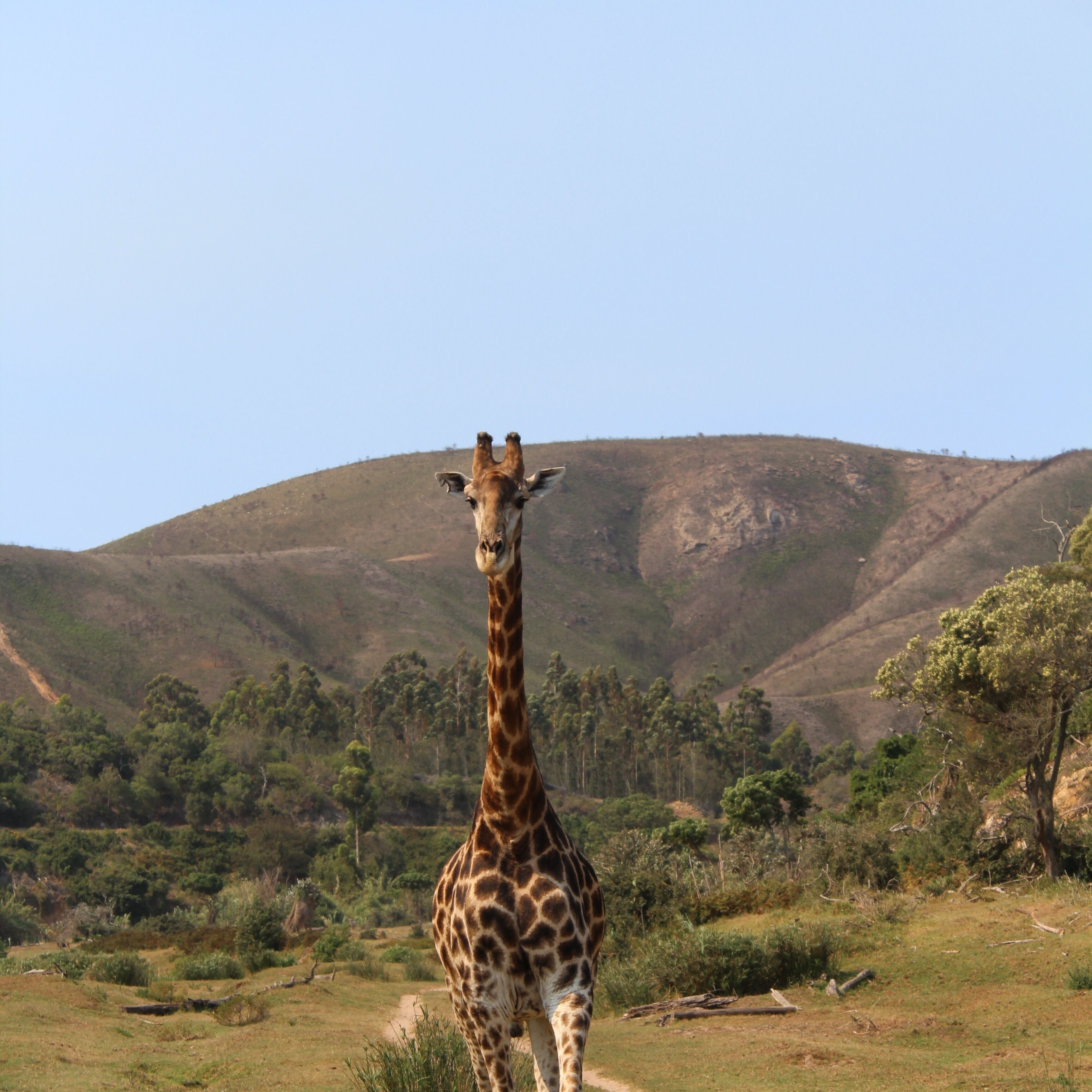 Amazing safari tour in Botlierskop, South Africa where we got close to many animals during different tours. They take such good care of the animals there.

#GreatOutdoors