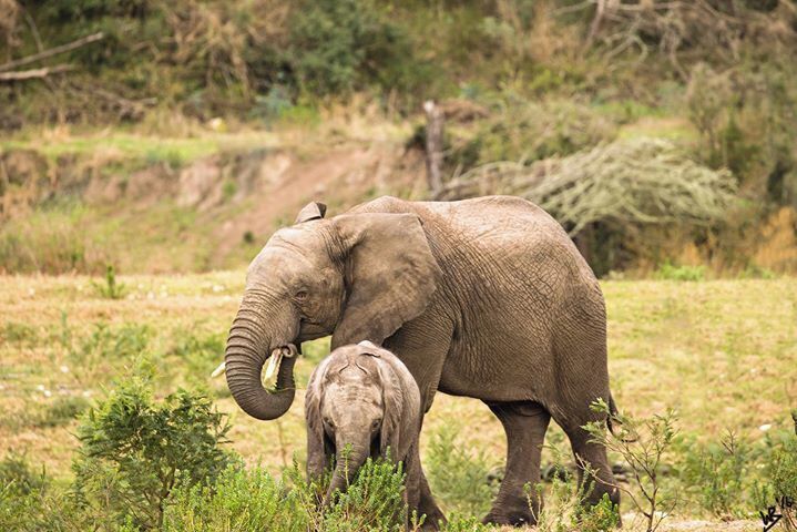 Elephant and Calf Grazing
