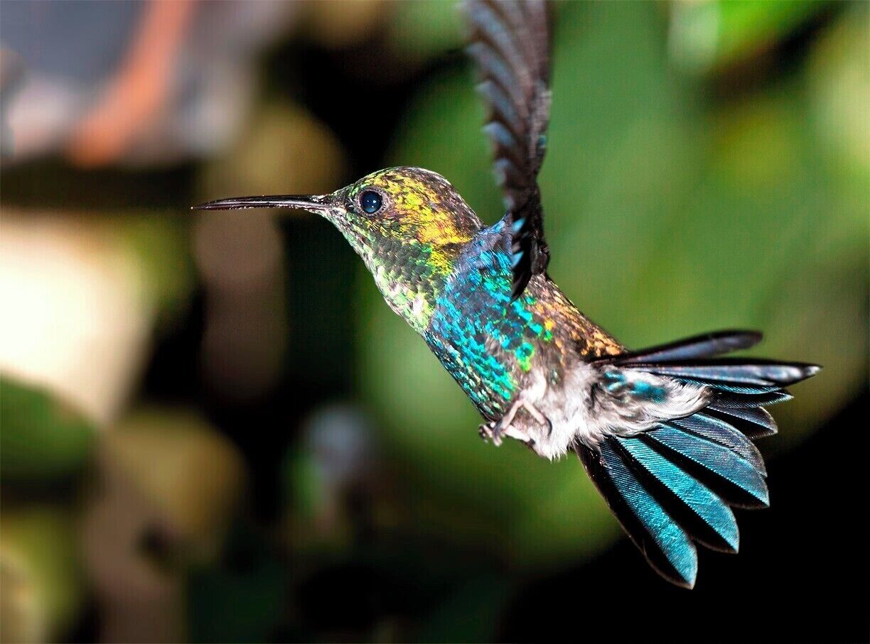 Violet-bellied Hummingbird swooping in for a snack at the feeders in the garden. If you're staying at this wonderful lodge you won't have to travel far for a great show.