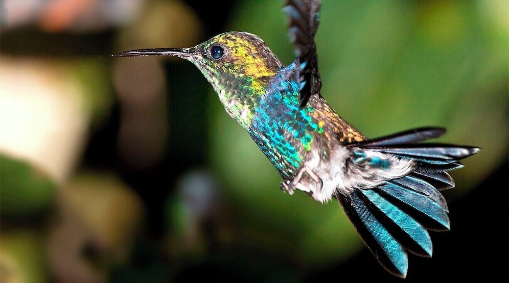 Violet-bellied Hummingbird swooping in for a snack at the feeders in the garden. If you're staying at this wonderful lodge you won't have to travel far for a great show.