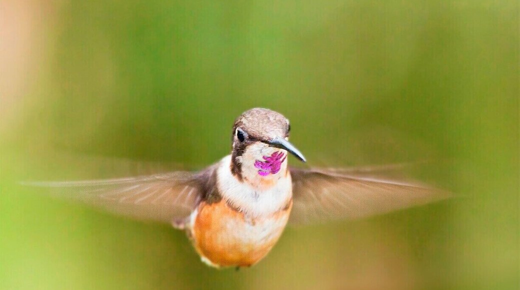 This great little lodge in the heart of the Ecuadorian cloud forest has it's own hummingbird garden for you to enjoy without any treking involved. I am guessing that this is a juvenile male Purple-throated Woodstar who is still trying to fill out his purple beard.