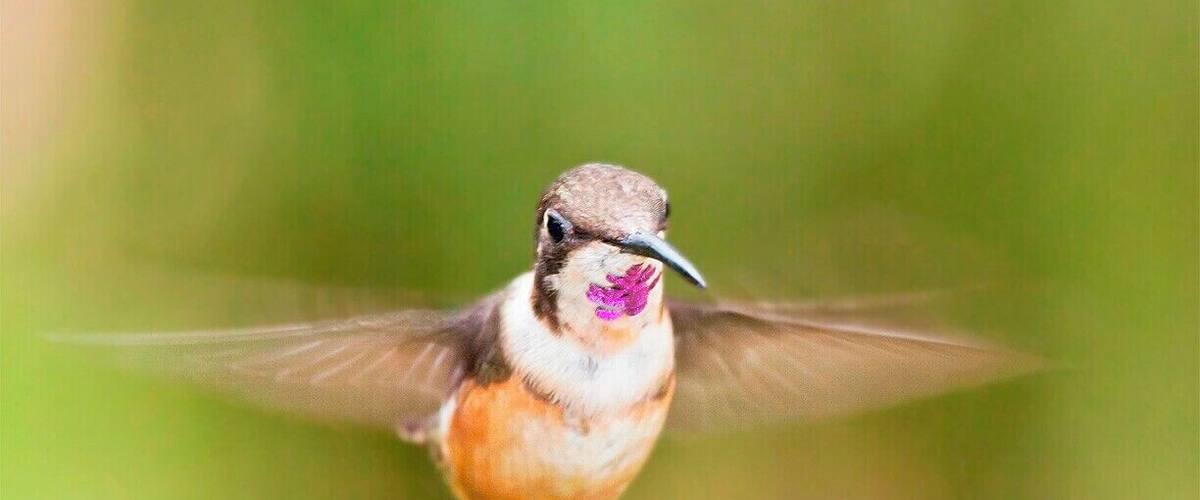 This great little lodge in the heart of the Ecuadorian cloud forest has it's own hummingbird garden for you to enjoy without any treking involved. I am guessing that this is a juvenile male Purple-throated Woodstar who is still trying to fill out his purple beard.