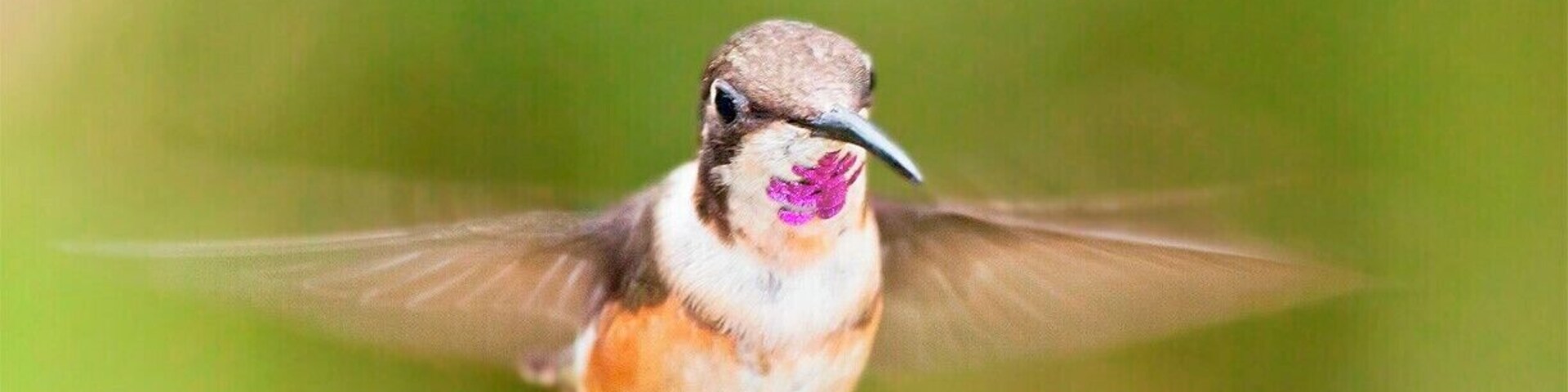 This great little lodge in the heart of the Ecuadorian cloud forest has it's own hummingbird garden for you to enjoy without any treking involved. I am guessing that this is a juvenile male Purple-throated Woodstar who is still trying to fill out his purple beard.