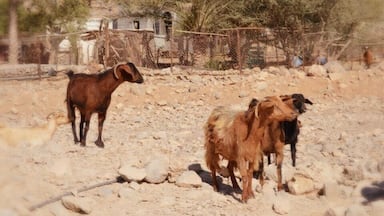 Local feel (with the goats)