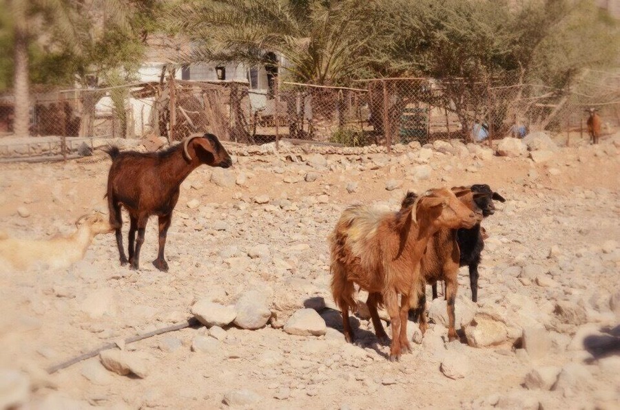 Local feel (with the goats)