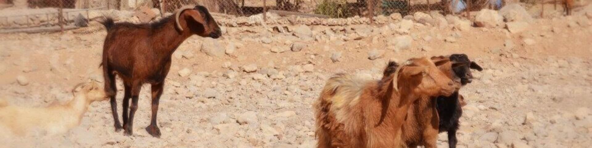 Local feel (with the goats)