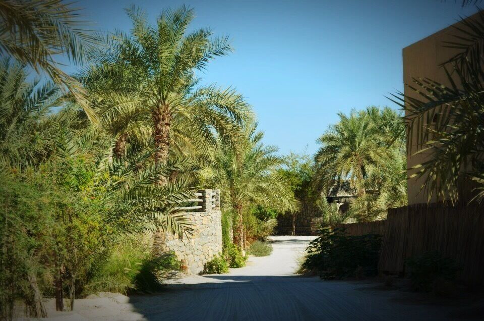 Palms and lush greens in the resort.