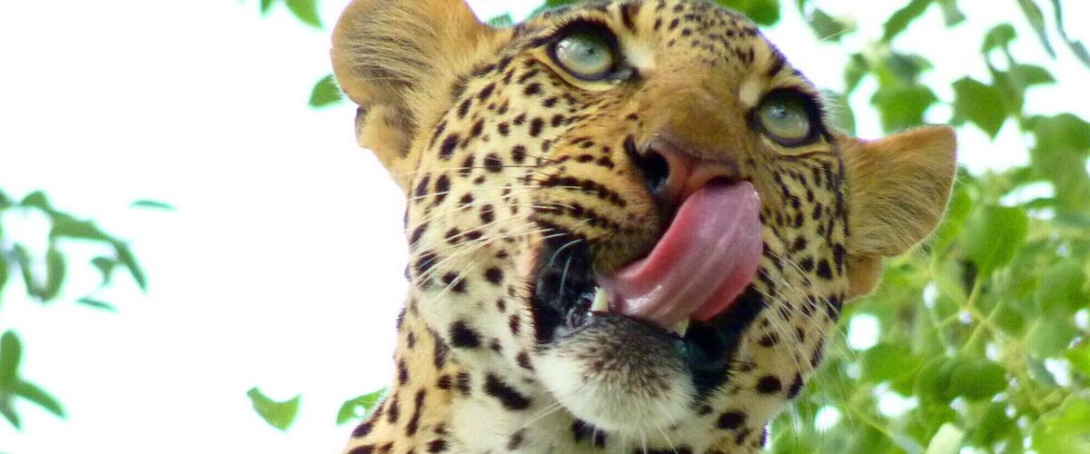 This was one of the most incredible sightings on safari in Kruger National Park. The leopard can be an elusive find, but our expert safari guide, Elvis, tracked down this beautiful creature in a tree, just as it was finishing breakfast and a bath.
For more of the story, and photos, see: "Seeing the Big 5 on Safari with Elvis', at http://www.travelblissnow.com/seeing-the-big-5-on-safari-with-elvis/