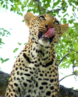 This was one of the most incredible sightings on safari in Kruger National Park. The leopard can be an elusive find, but our expert safari guide, Elvis, tracked down this beautiful creature in a tree, just as it was finishing breakfast and a bath.
For more of the story, and photos, see: "Seeing the Big 5 on Safari with Elvis', at http://www.travelblissnow.com/seeing-the-big-5-on-safari-with-elvis/