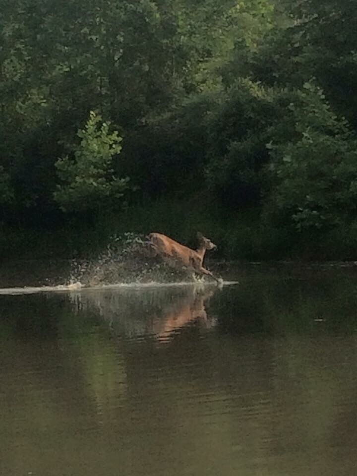 Deer spotted in North bend lake swimming and eating! #waterlust