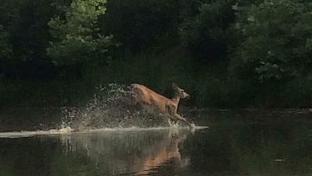 Un chien court dans une étendue d’eau, avec des arbres en arrière-plan.
