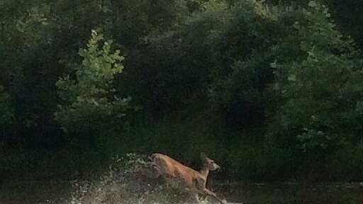 Deer spotted in North bend lake swimming and eating! #waterlust