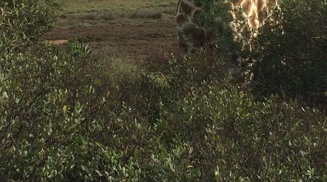 These place is awesome. You are pretty much guaranteed sightings of giraffe, elephant, rhino, buffalo, hippo, zebra and wildebeest. We managed to see the cheetahs too which was amazing