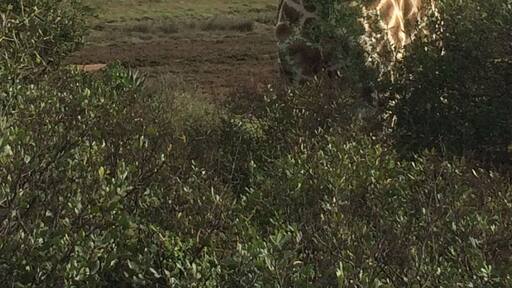 These place is awesome. You are pretty much guaranteed sightings of giraffe, elephant, rhino, buffalo, hippo, zebra and wildebeest. We managed to see the cheetahs too which was amazing