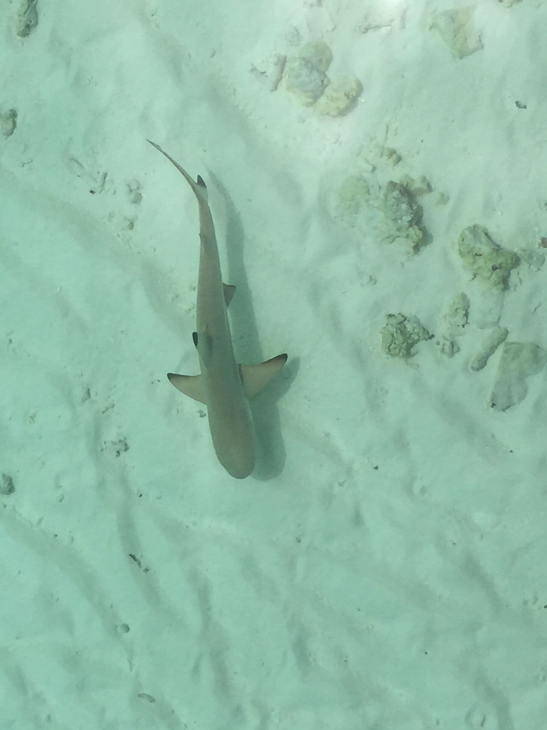 Young black tip shark joining us for breakfast in the Maldives 