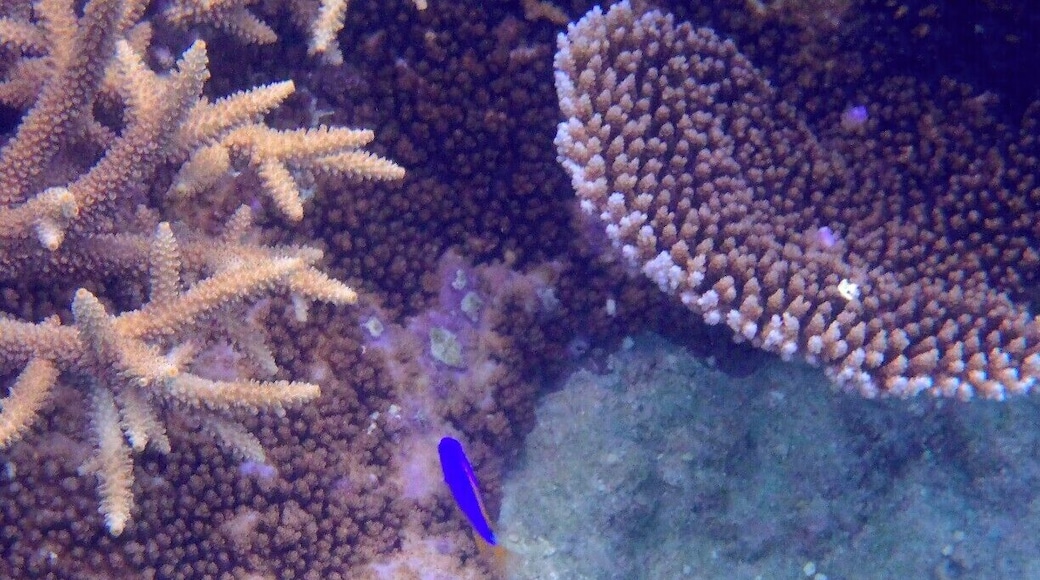 Some more snorkelling in Tonga.