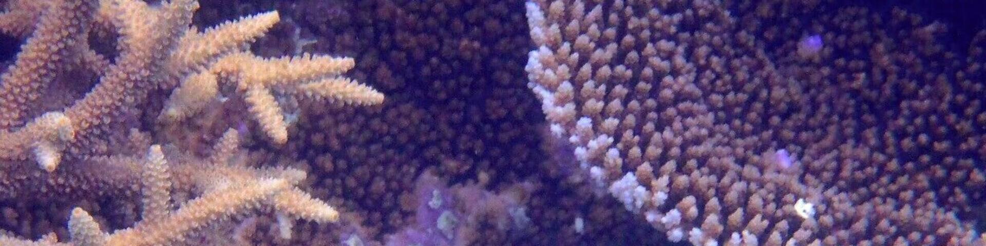 Some more snorkelling in Tonga.