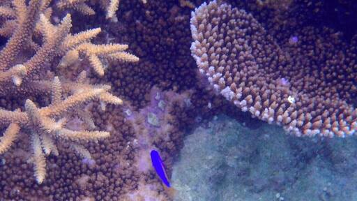 Some more snorkelling in Tonga.