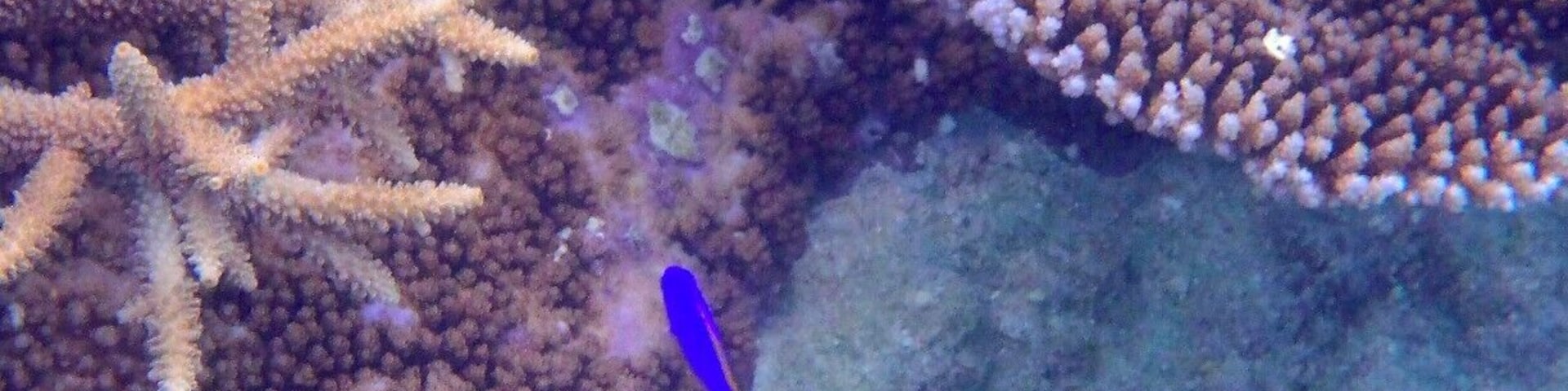 Some more snorkelling in Tonga.