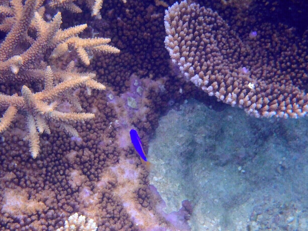 A blue fish swimming near coral formations.