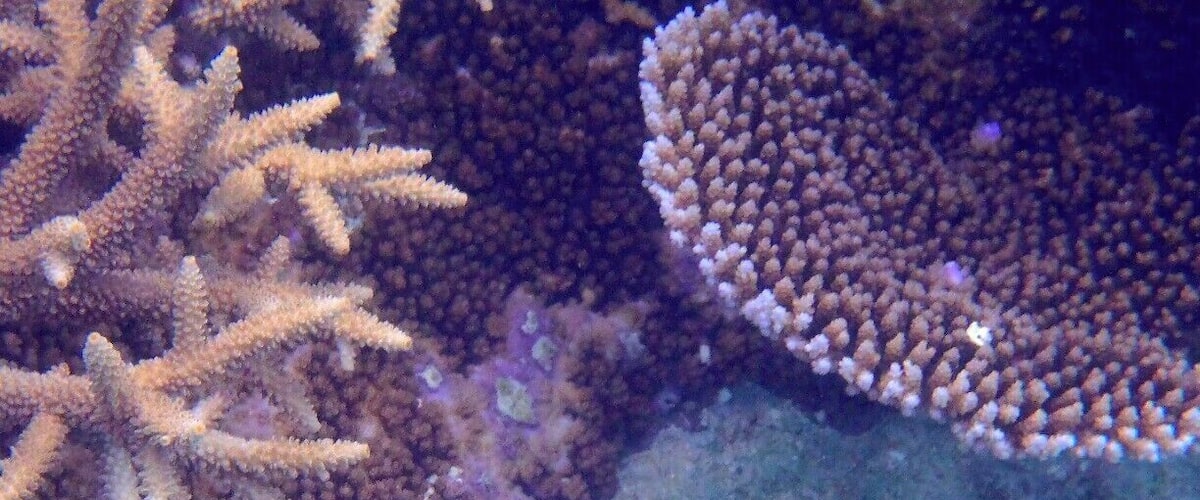 A blue fish swimming near coral formations.