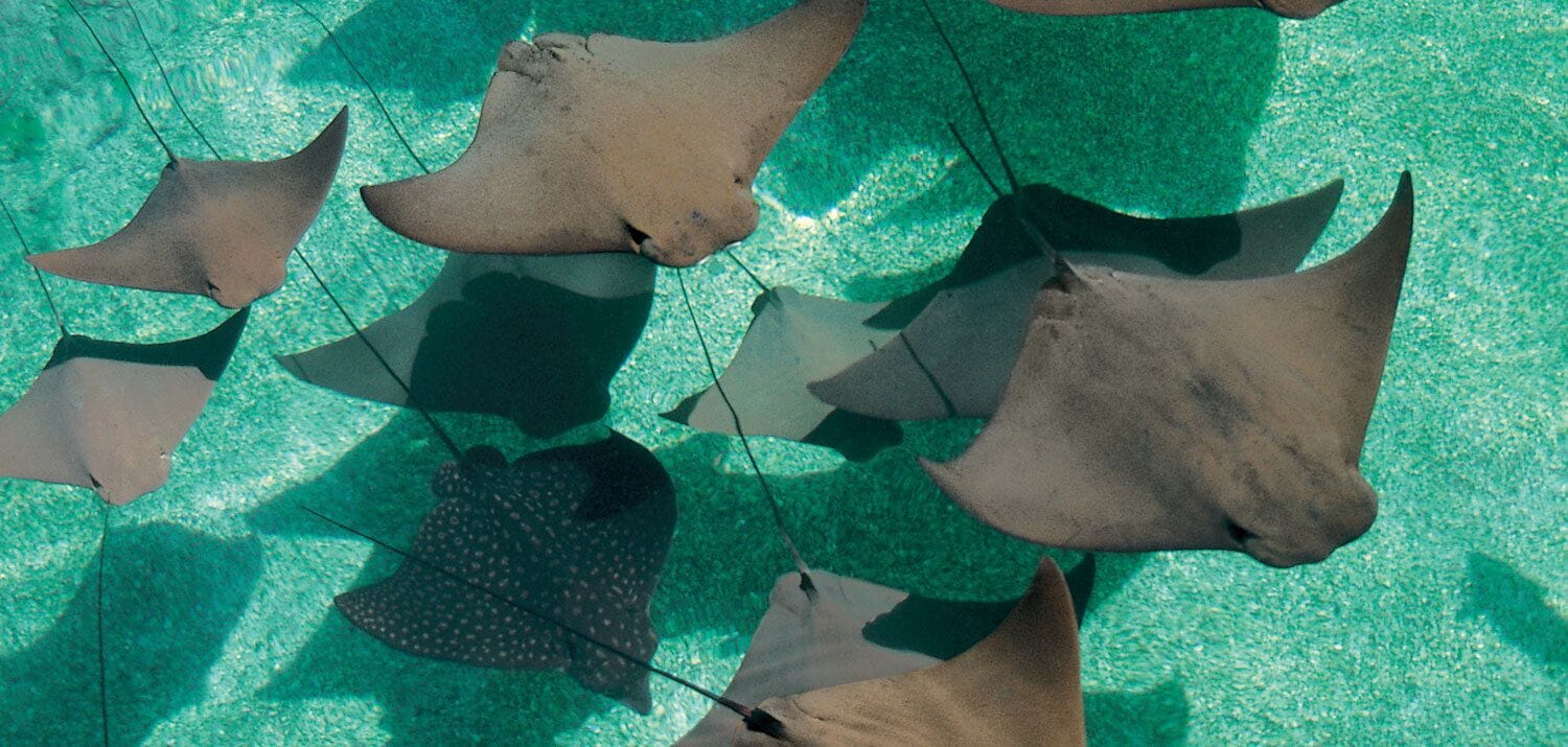 Swimming with stingrays was not on my bucket list, but it's amazing how much power your granddaughters can have over you!!
