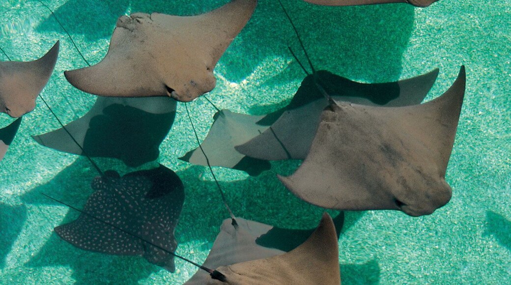 Swimming with stingrays was not on my bucket list, but it's amazing how much power your granddaughters can have over you!!