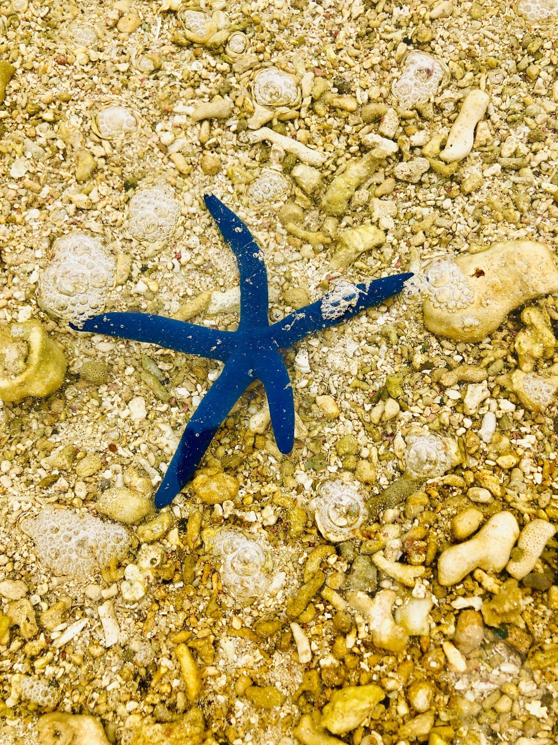 #blue #starfish #fiji