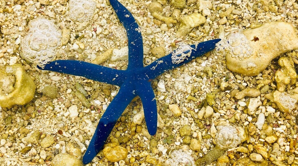 #blue #starfish #fiji
