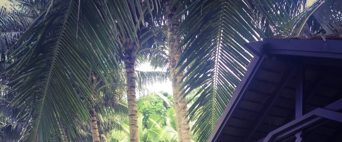 A tropical resort with thatched-roof huts, palm trees, and a paved pathway.