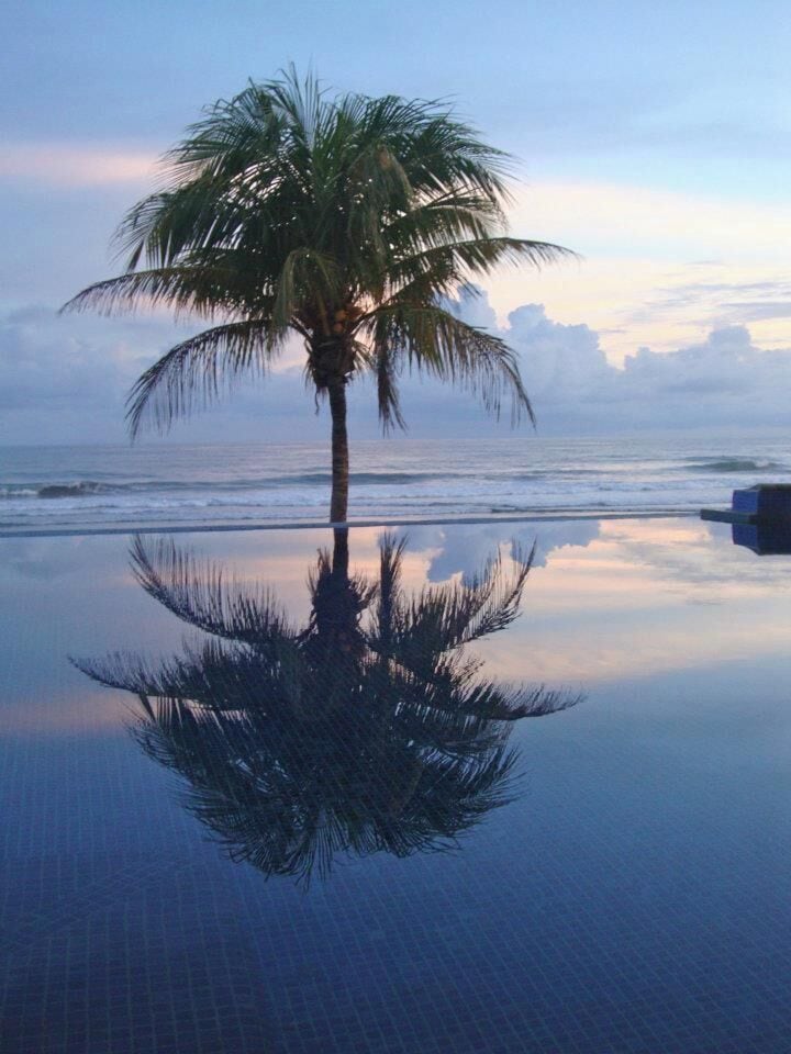 A palm tree reflected in calm water, with a clear sky and ocean in the background.