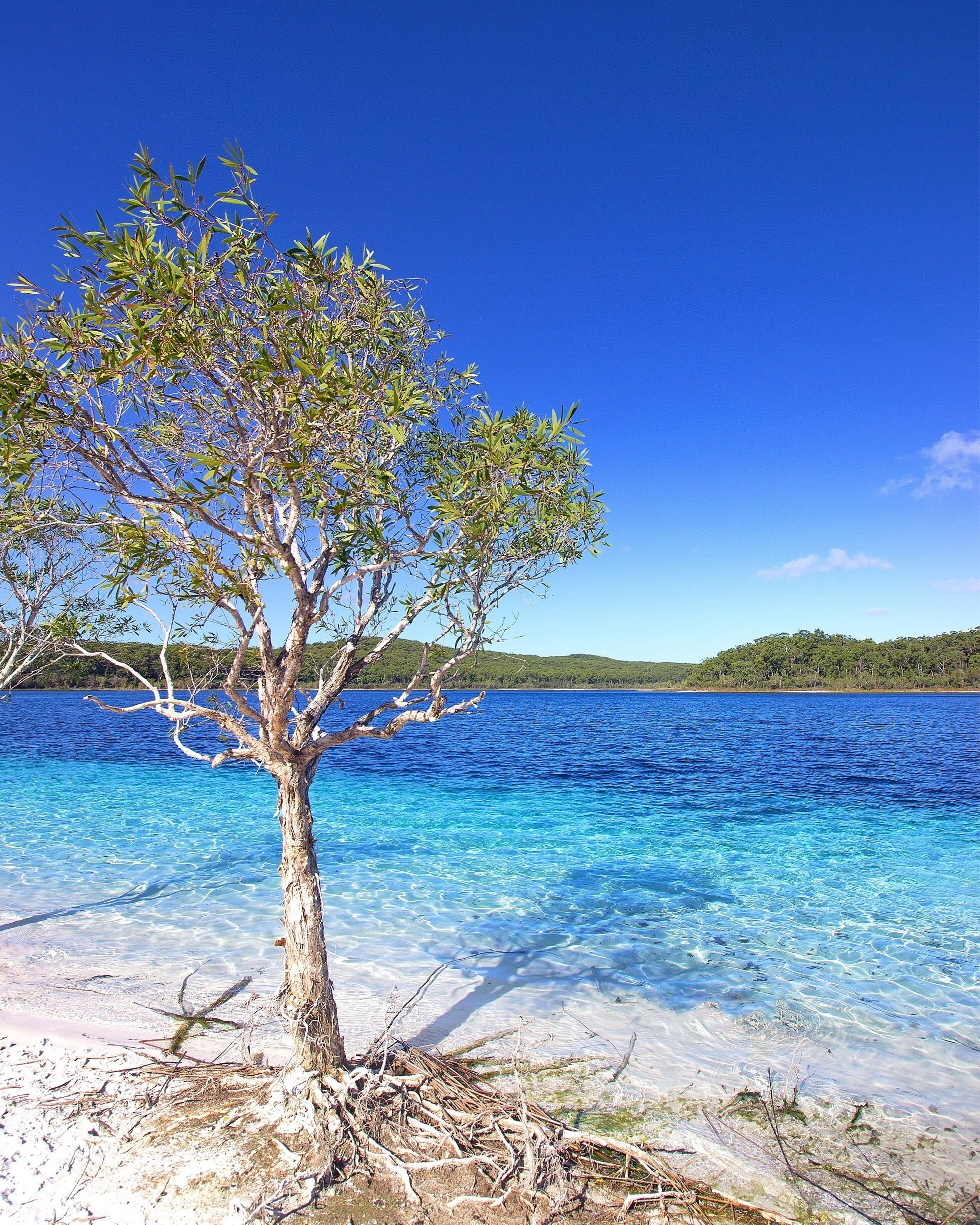 I could of happily sat here for hours under this iconic little tree just taking in the views ☀️🐠🐟🌴😀
#likenoplaceonearth @pocruises #kingfisherbayresort #visitfraserisland #thisisqueensland #seeaustralia
