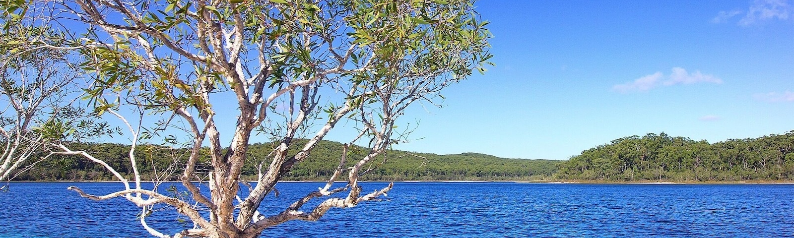 Un árbol junto a un mar azul y transparente, con una costa verde distante.